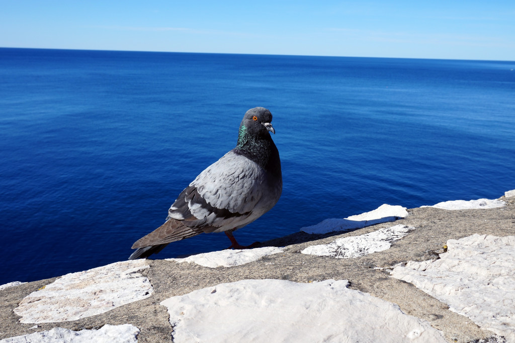 Pigeon in Dubrovnik, Croatia