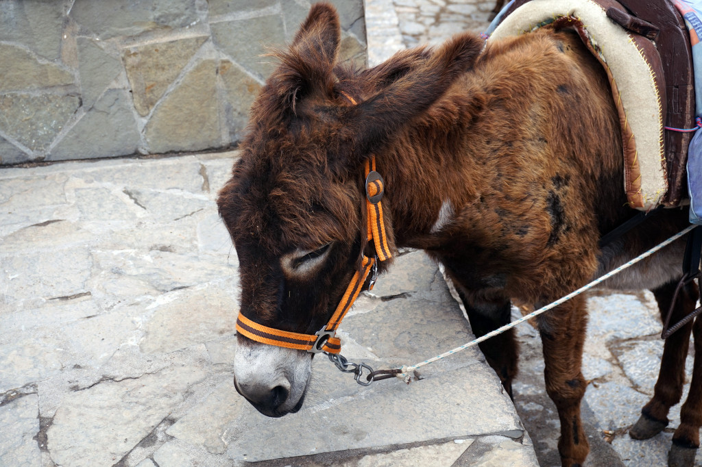 Donkey in Lindos, Greece