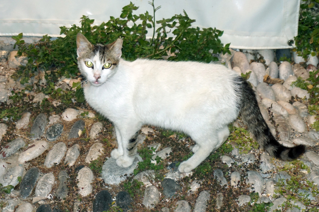 Cat in Rhodes, Greece