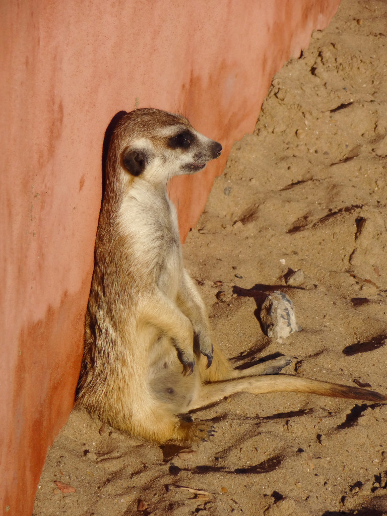 meerkat taking a break in belgium
