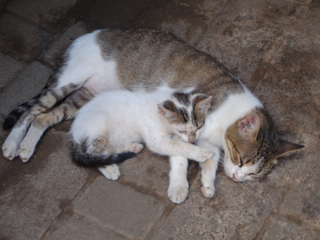 stray cats in fez, morocco