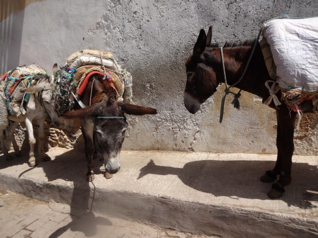 donkeys in fez, morocco