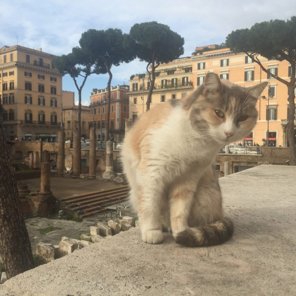 cat sanctuary in rome