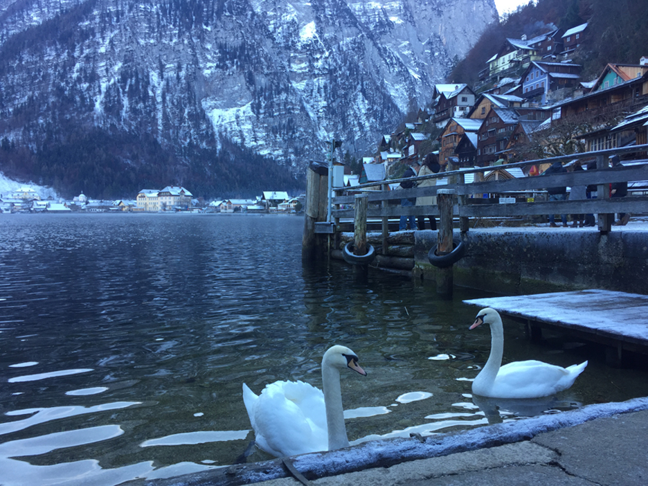 swans in hallstatt, austria