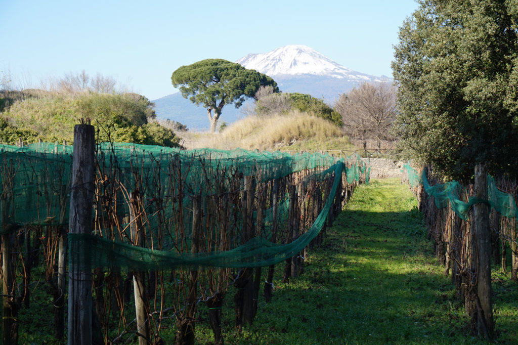 vineyard in pompeii, italy