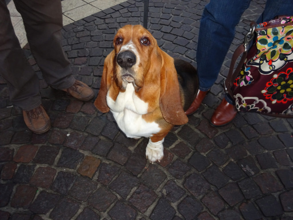 cute dogs of europe - annecy, france