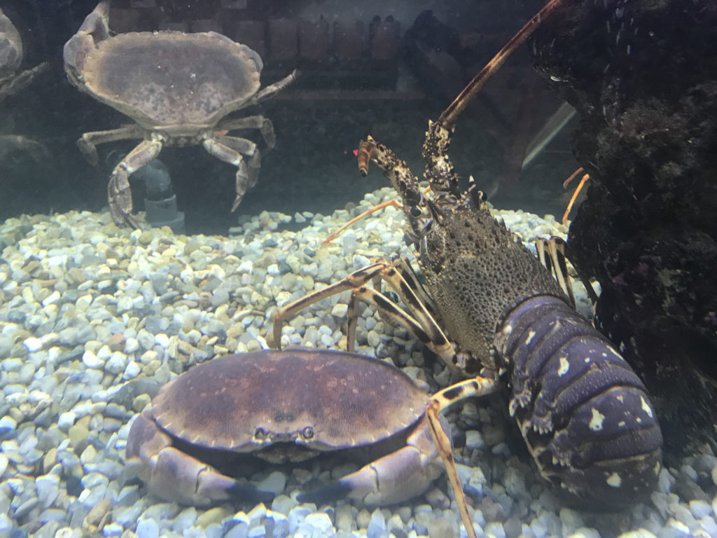 lisbon portugal restaurant crab lobster tank