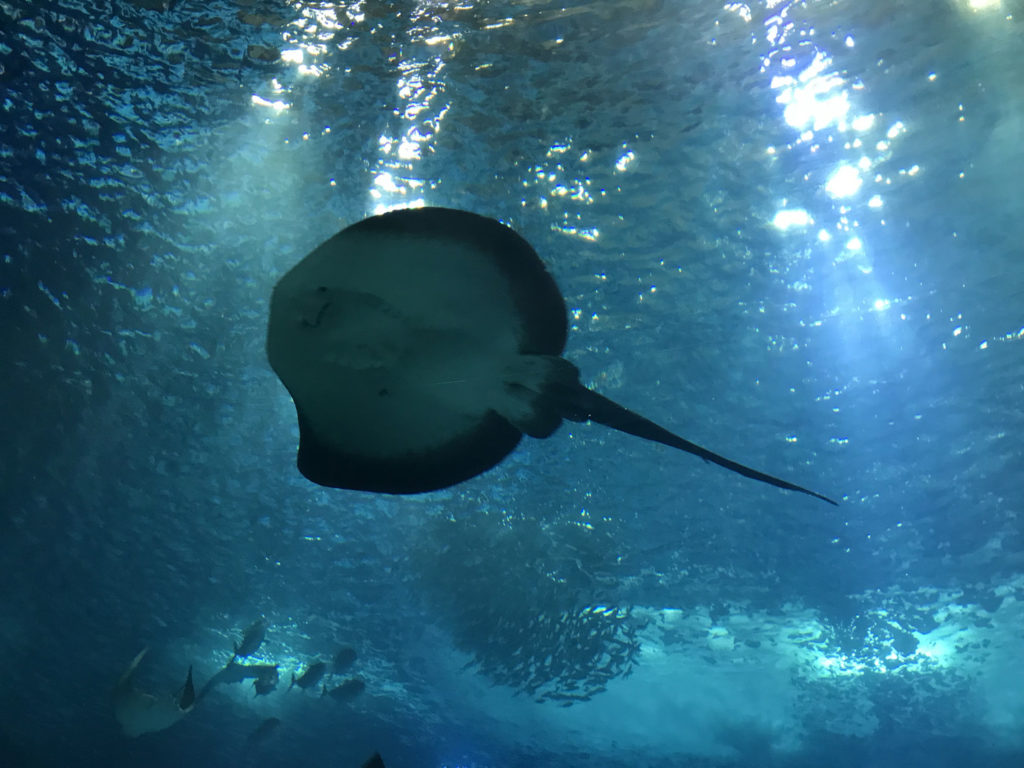 lisbon portugal aquarium oceanairum sting manta ray