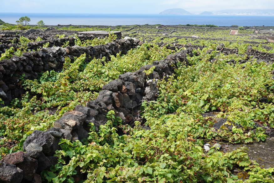 pico island wine vineyard volcanic black rock azores portugal