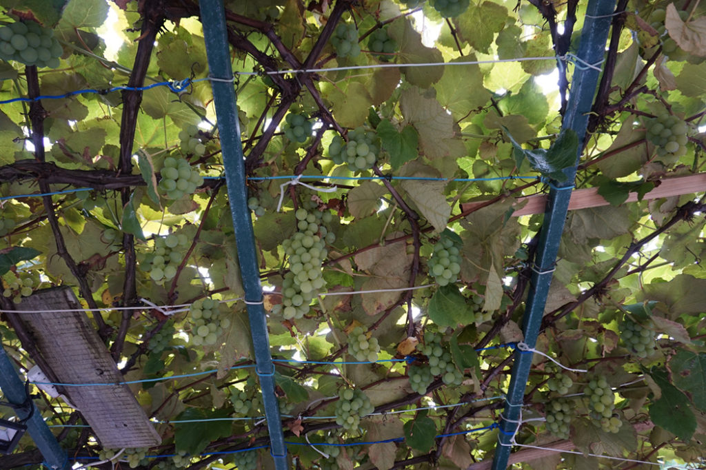 pico island wine vineyard grapes stranger home garden azores portugal