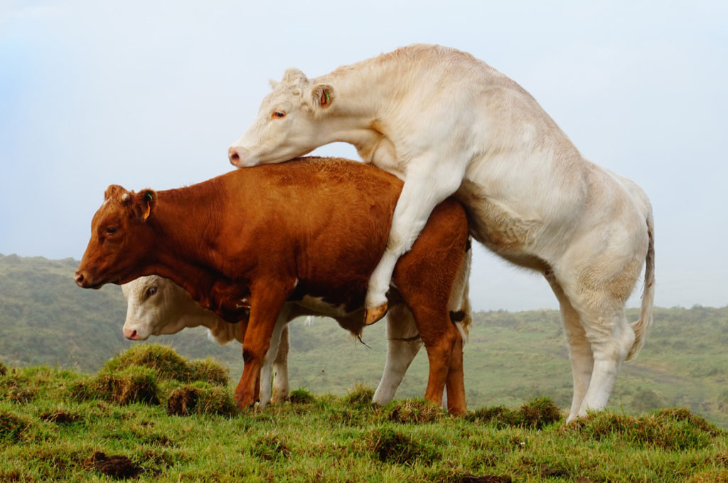 pico cow cows humping mountain nature azores island portugal