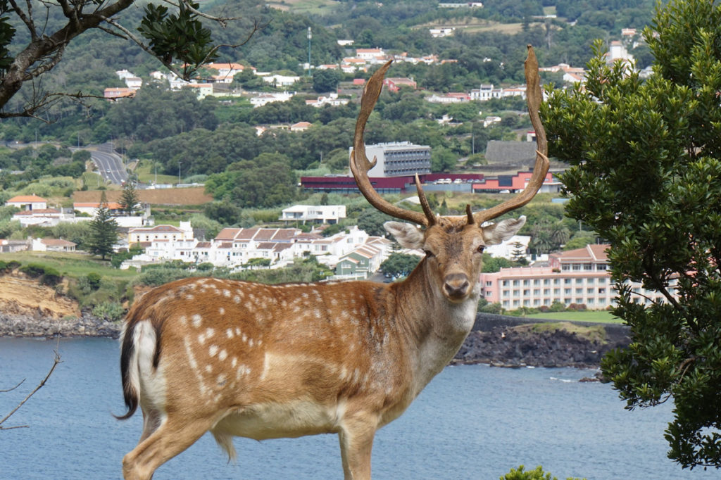 azores terceira island deer nature wildlife portugal