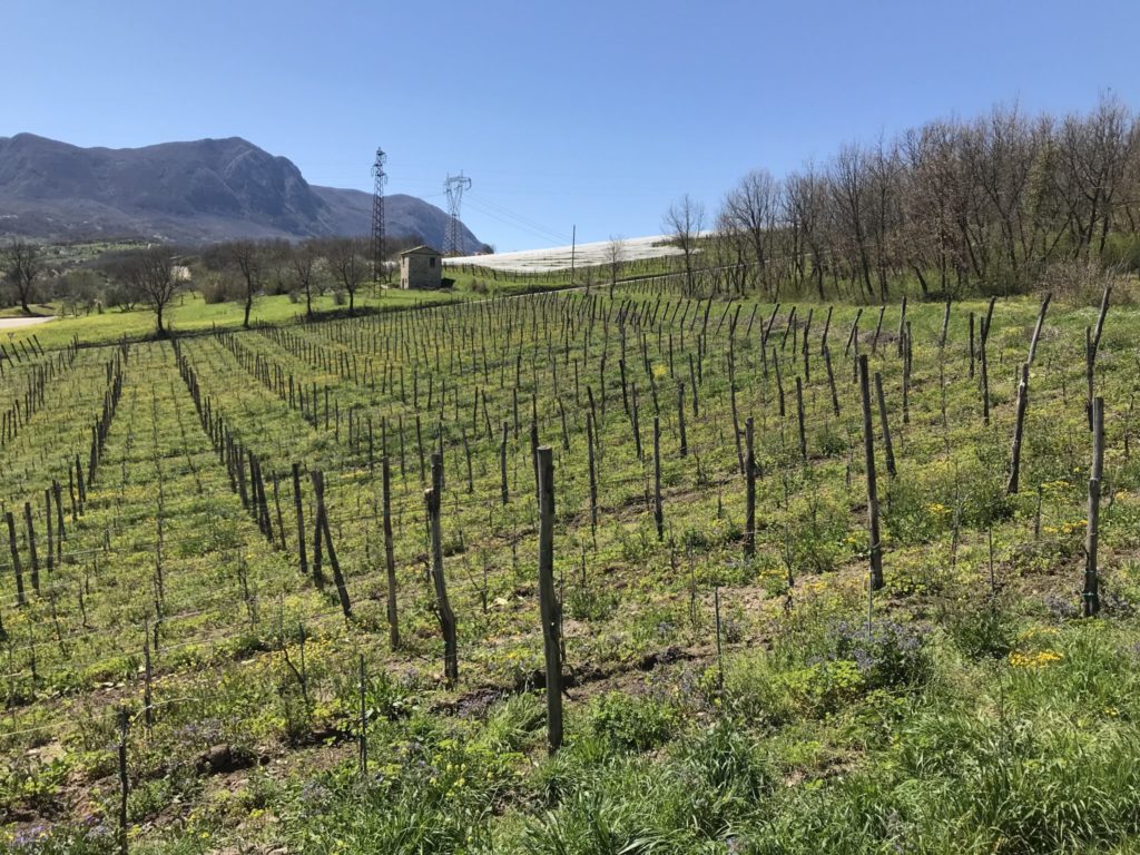 italian italy wine country taurasi avellino irpinia