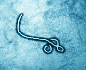 ebola travel risk - facts and fiction