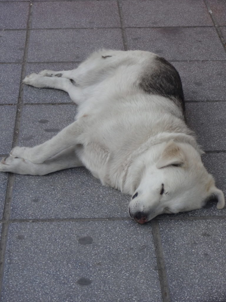 dog in thessaloniki, greece